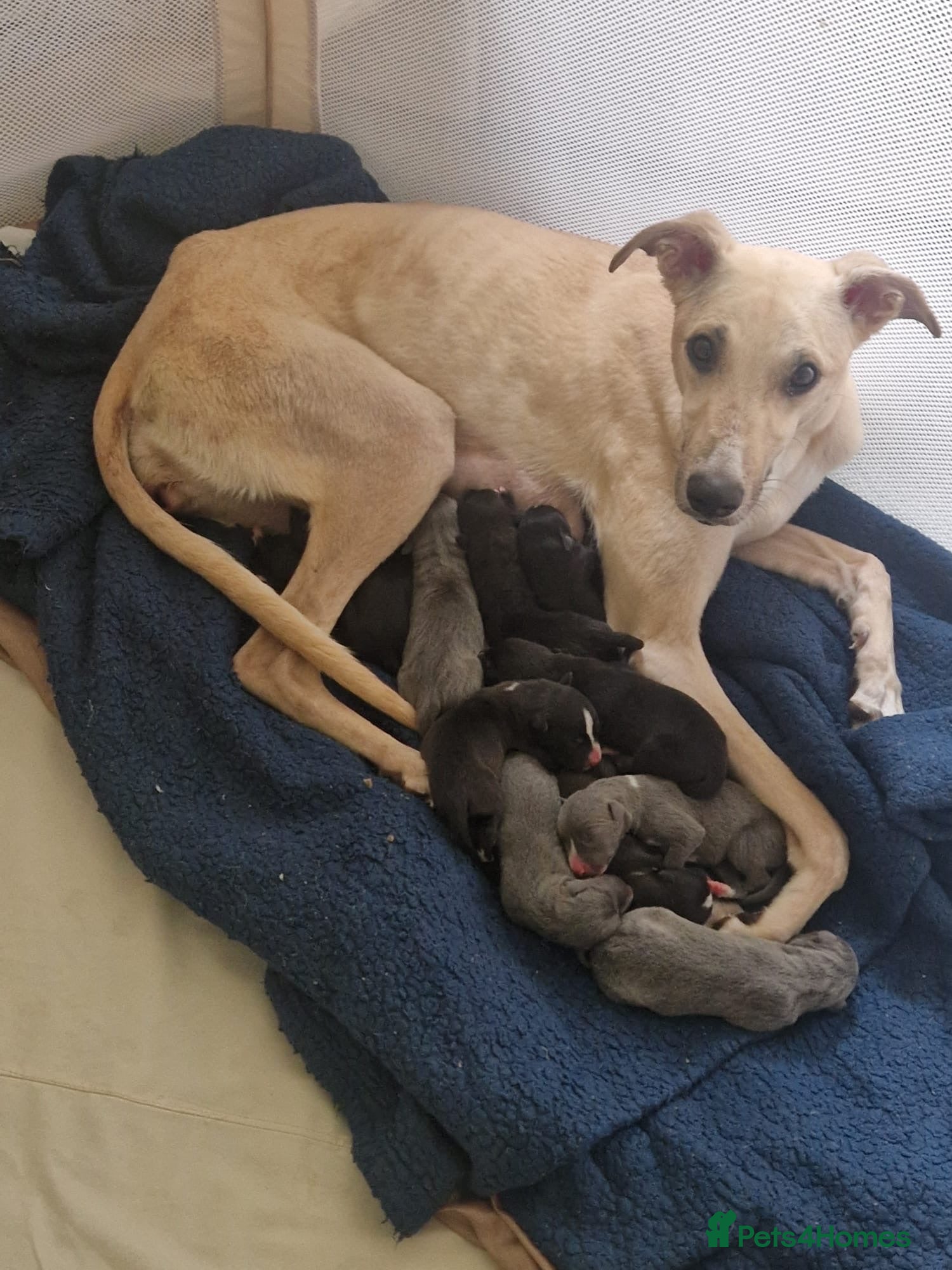 Lurcher dogs Lurcher puppies M/F  - Advert 15