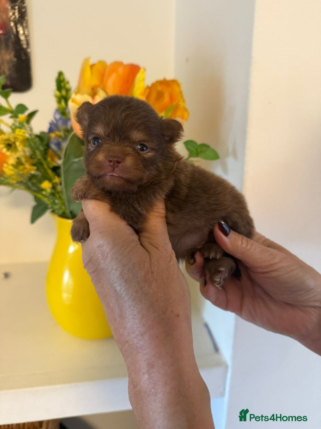 Pomeranian dogs for sale: POMERANIAN FEMALE KENNEL CLUB REGISTERED 🧸 FACES - Advert 12