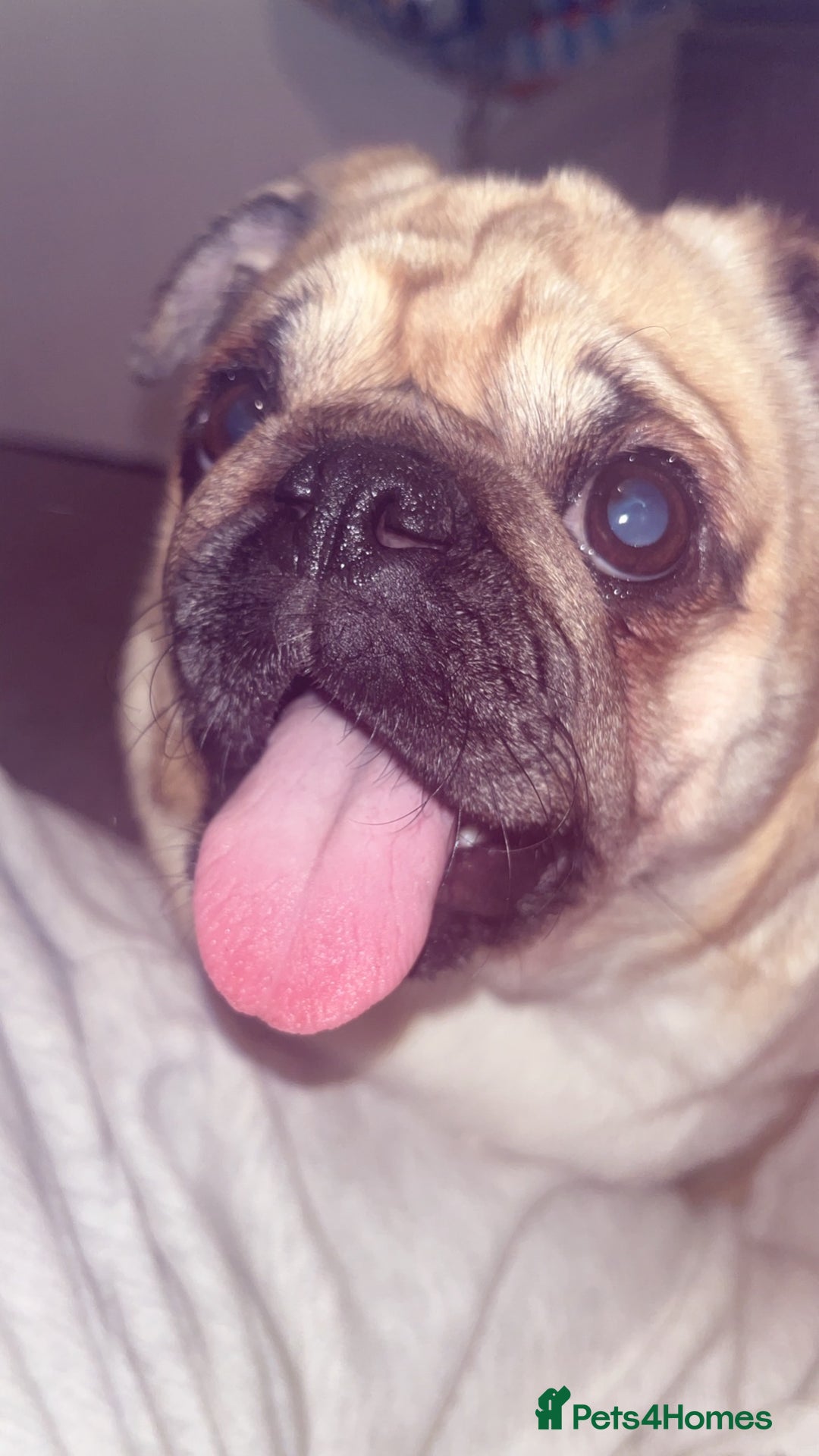 Pug dogs for sale: Skye the pug - Advert 3