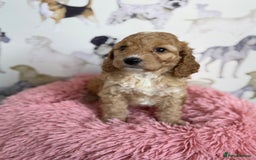 Cockapoo dogs for sale: F1 Cockapoo’s **fully health tested parents** - Image 9