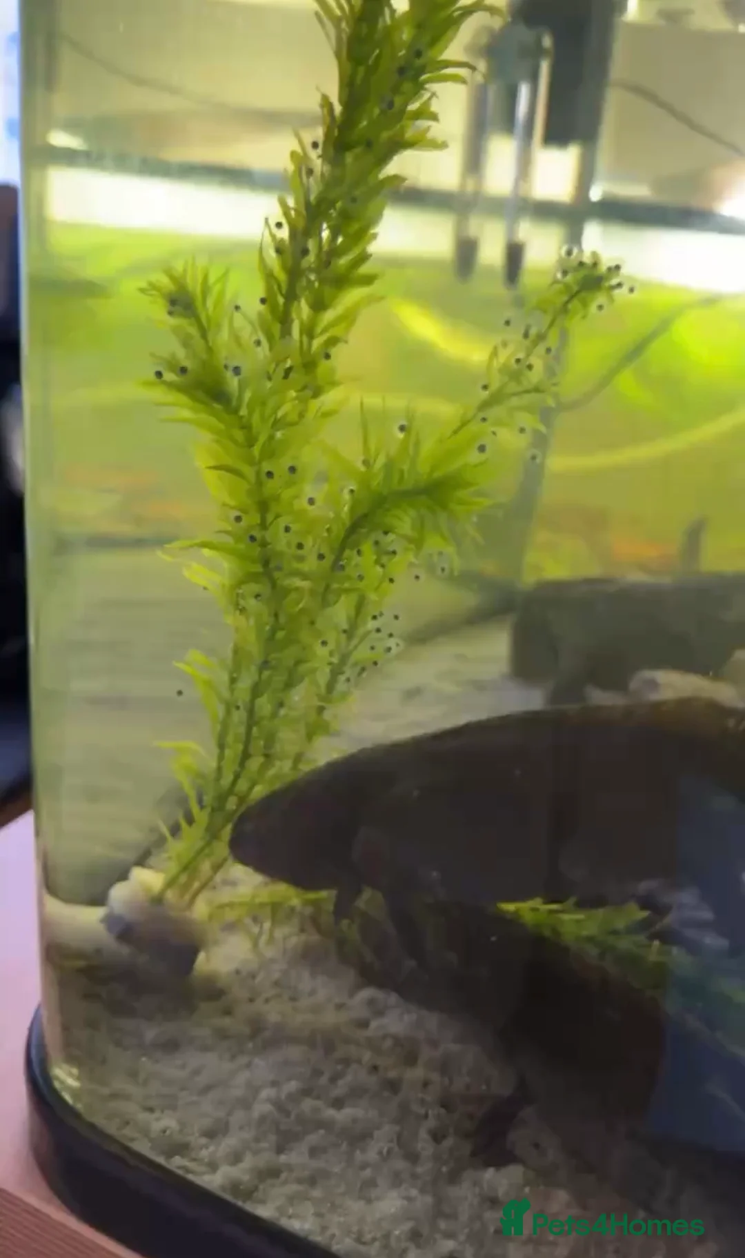 Axolotl reptiles for sale: Axolotl eggs in Ipswich - Advert 1