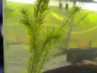 Axolotl reptiles Axolotl eggs - Advert 2