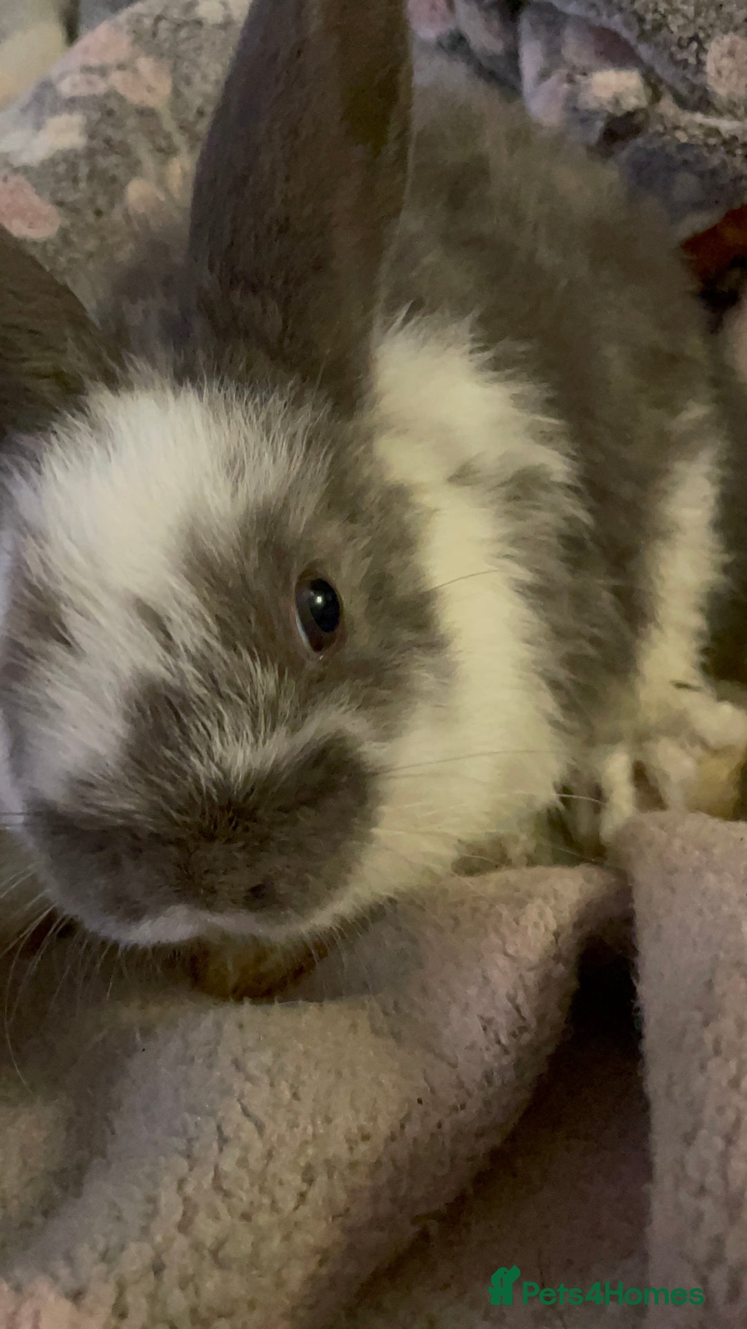 Lionhead rabbits for sale: bunnies - Advert 23