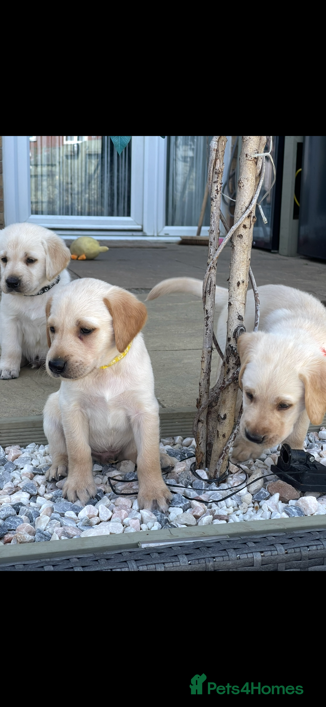 Goldador dogs for sale: Goldadors | Ready to leave 27/07/2025 in Milton Keynes - Image 23