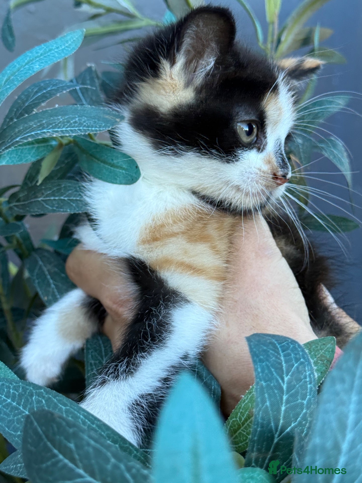 Mixed Breed cats Beautiful Fluffy Kittens - Advert 1