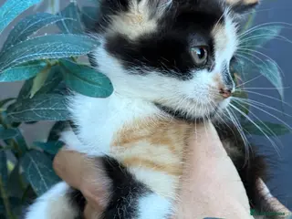 Mixed Breed cats Beautiful Fluffy Kittens - Advert 1