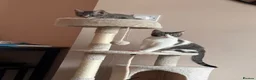 Domestic Shorthair cats for sale: 2 male cats looking for rehome - Advert 6
