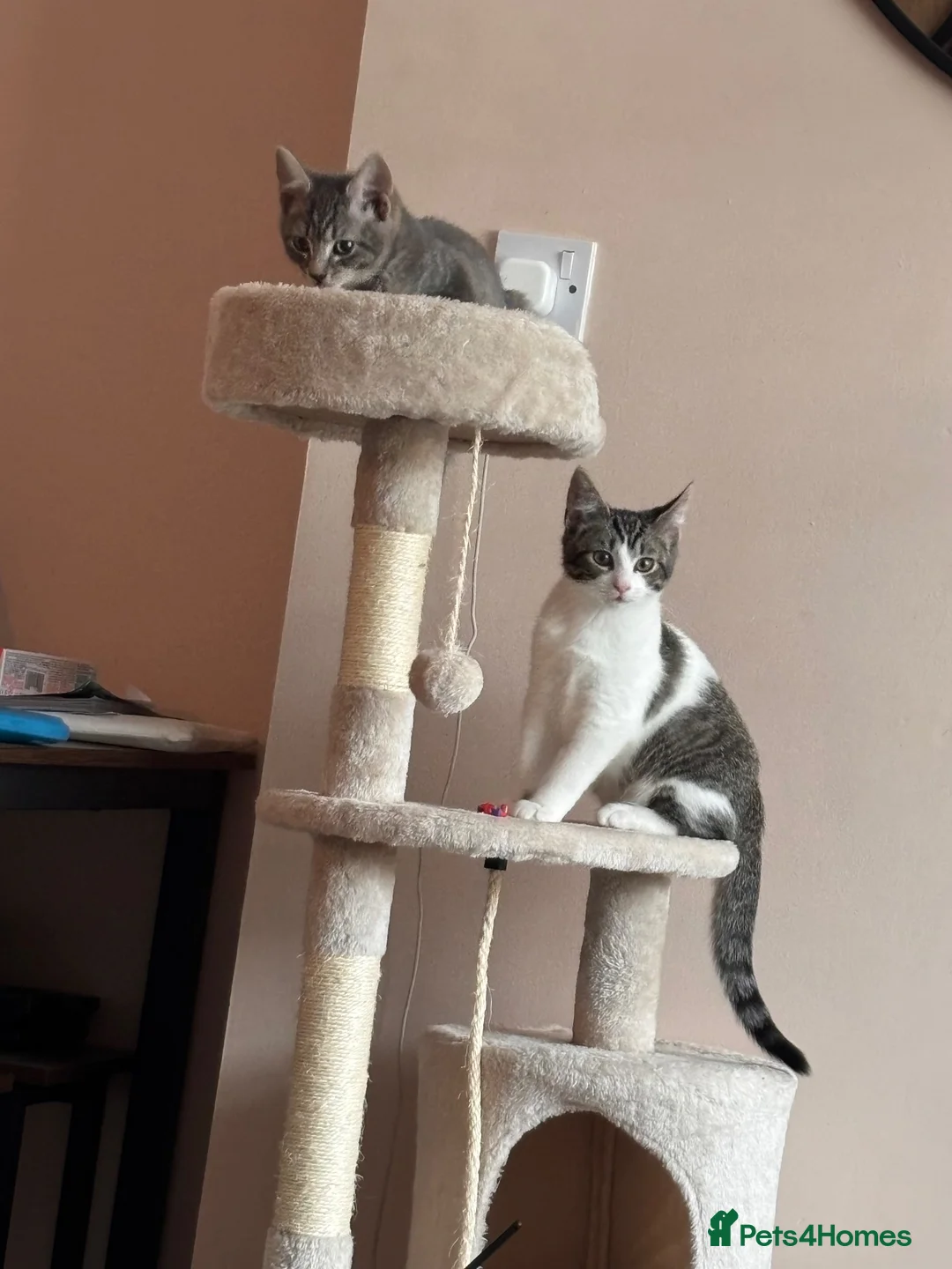 Domestic Shorthair cats for sale: 2 male cats looking for rehome - Advert 6