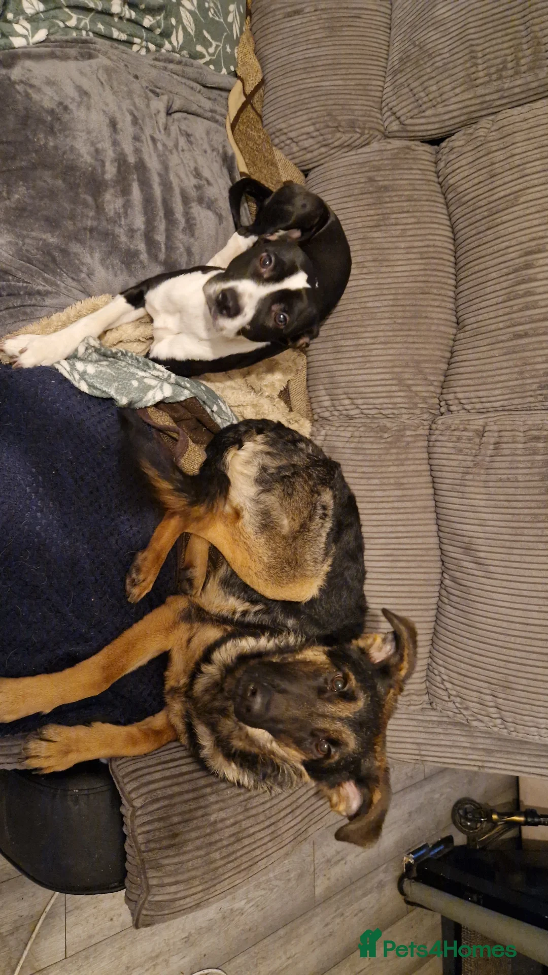 Mixed Breed dogs for sale: 8 month old Shepadoodle - Advert 4