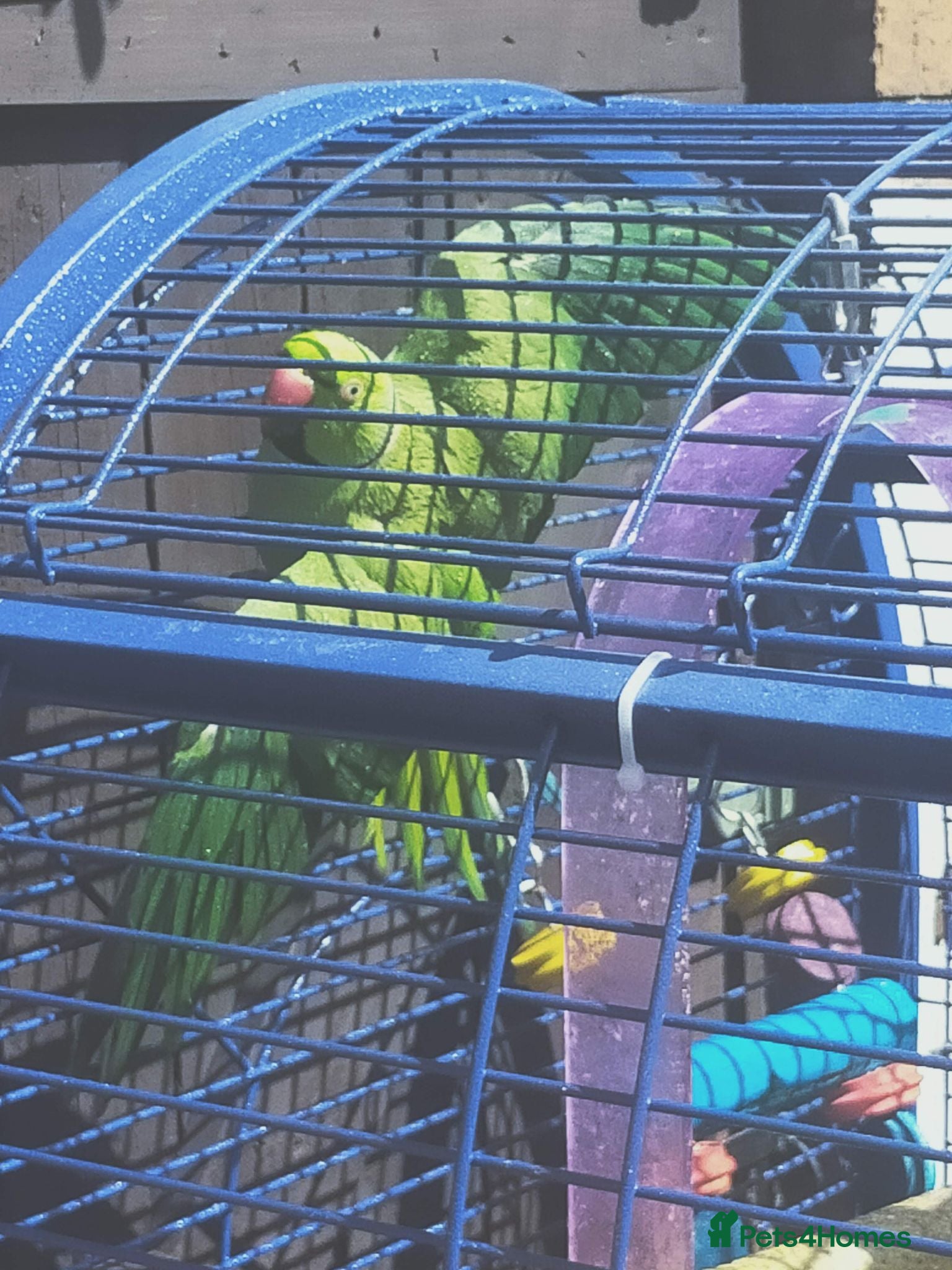 Ringnecks birds Indian ring neck parrot  - Advert 1