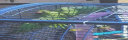 Ringnecks birds for sale: Indian ring neck parrot  in Saint Helens - Advert 1