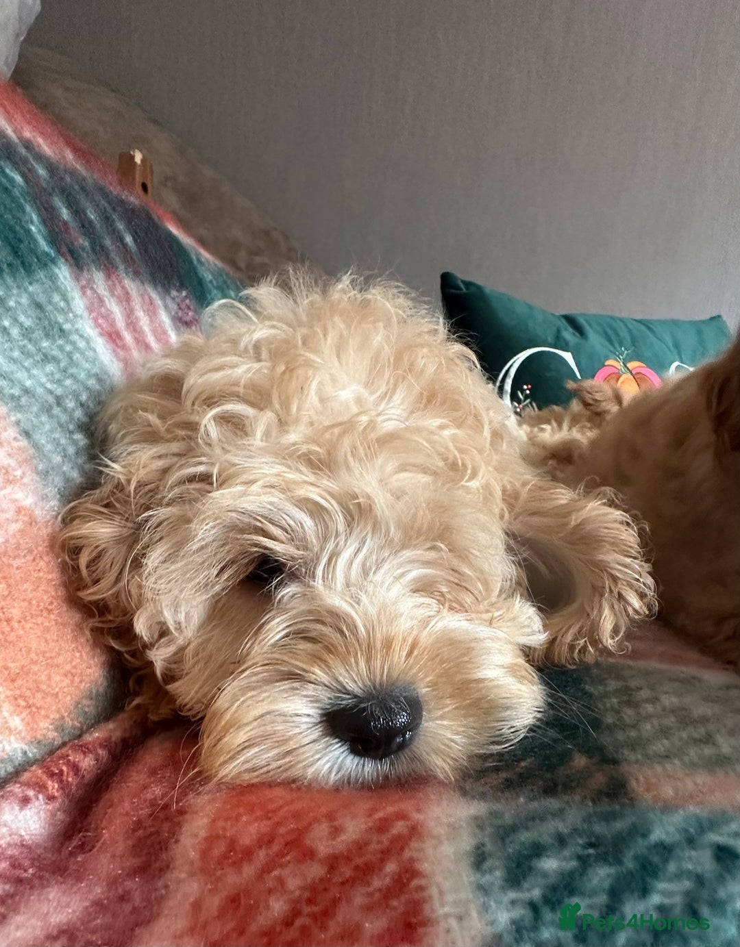 Cockapoo dogs for sale: Stunning cockapoos - Image 5
