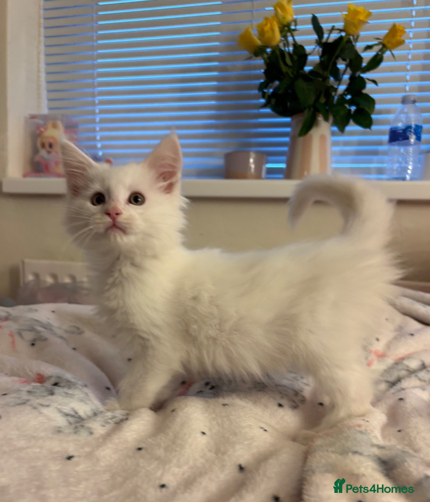 Maine Coon cats White maine coon female. Last 1. Ready now  - Advert 2
