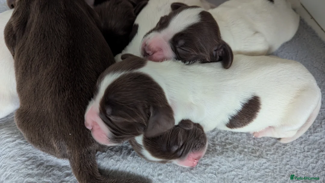 Sprocker dogs for sale: Sprocker Puppies - Cocker x Springer Spaniel - Advert 13