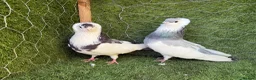 Pigeons birds for sale: Top Quality Strong Breeding Pair – Vaccinated - Advert 11