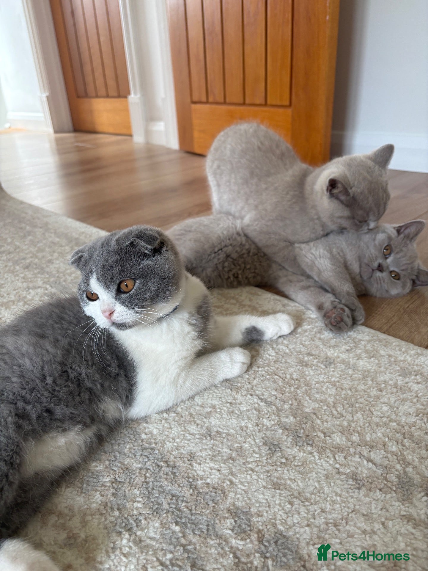 Scottish Fold cats Last Kittens – Don't Miss Out  - Advert 2