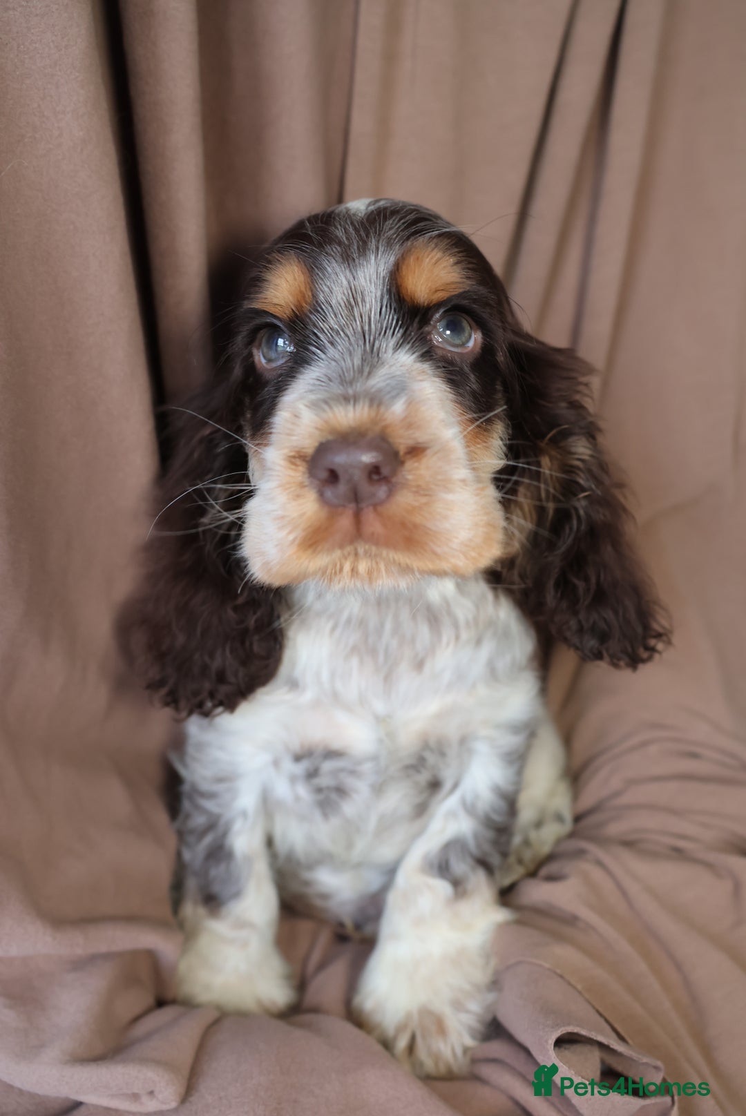 Cocker Spaniel dogs for sale: Championline Cocker Spaniel - Advert 38