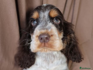 Cocker Spaniel dogs Championline Cocker Spaniel - Advert 13