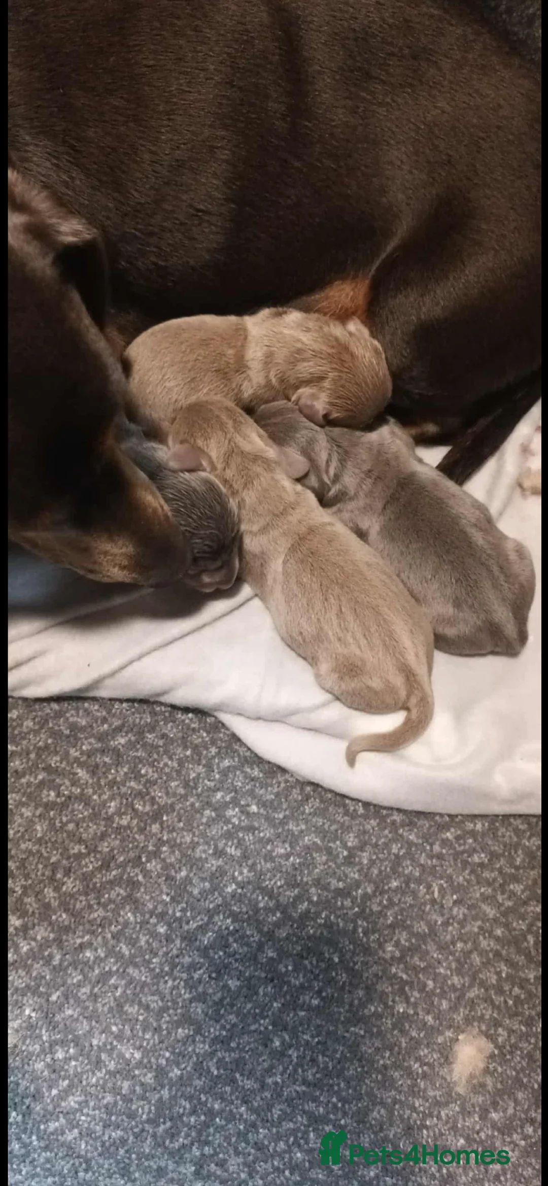 Miniature Dachshund dogs for sale: Miniature Dachshund last puppie 🏠  - Advert 4