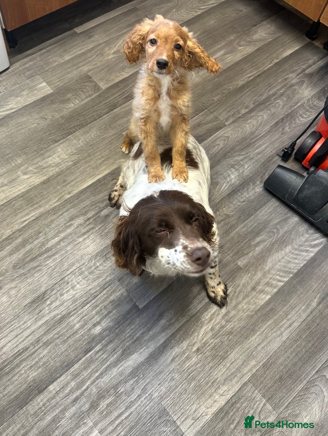 Sprocker dogs for sale: Beautiful spaniel girl   - Advert 8