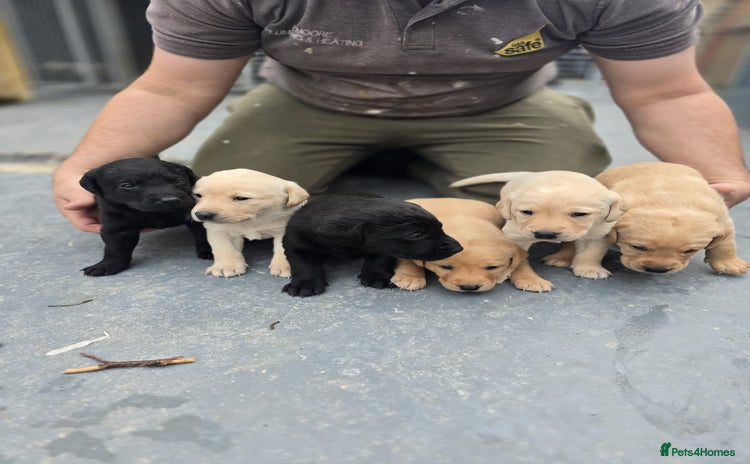 Labrador Retriever dogs - Advert 1