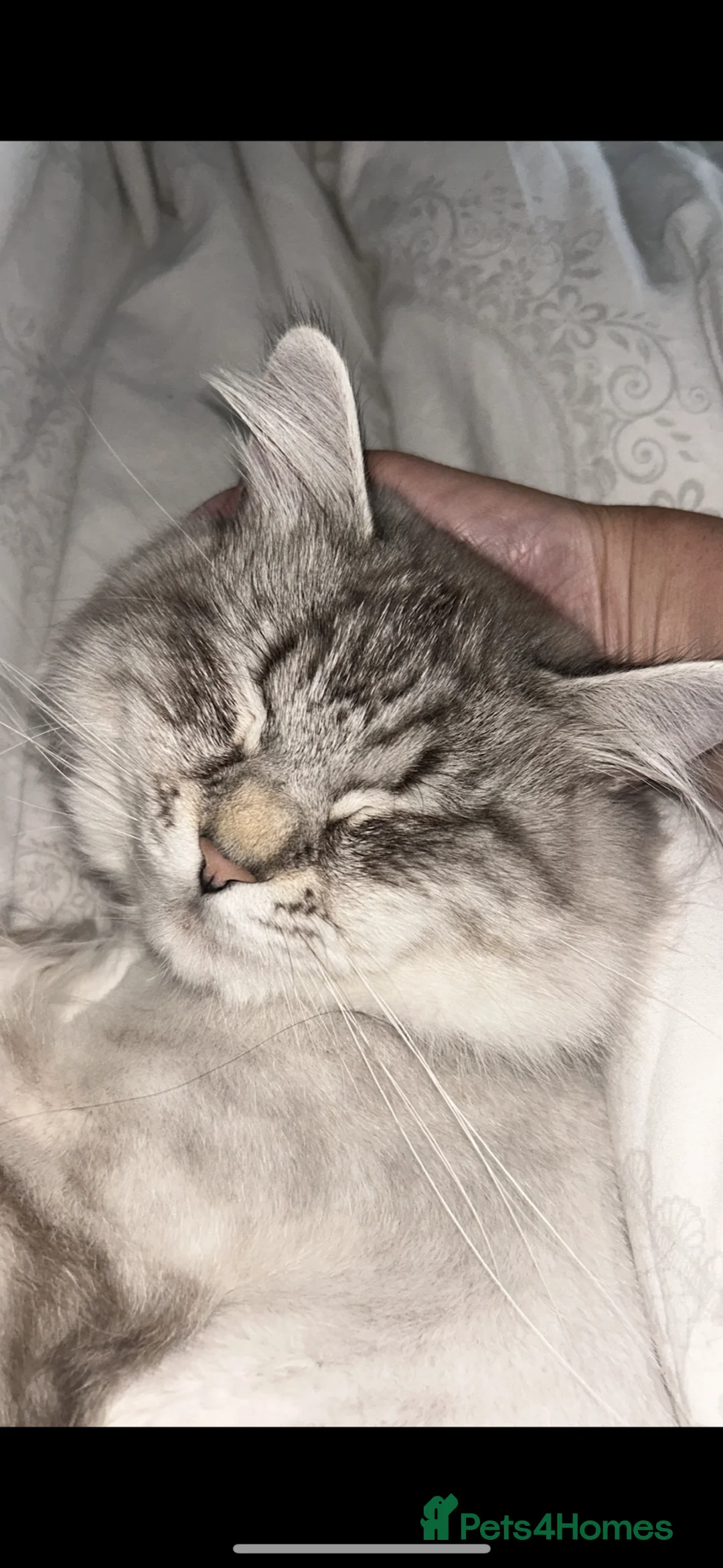 Siberian cats for sale: Siberian Male studd beautiful boy  - Advert 2