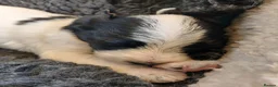 Lurcher dogs for sale: Soppy Bedlington Whippet lurcher puppies  - Advert 9