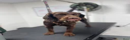 Cocker Spaniel dogs for sale: Adult working cocker spaniel  - Advert 3