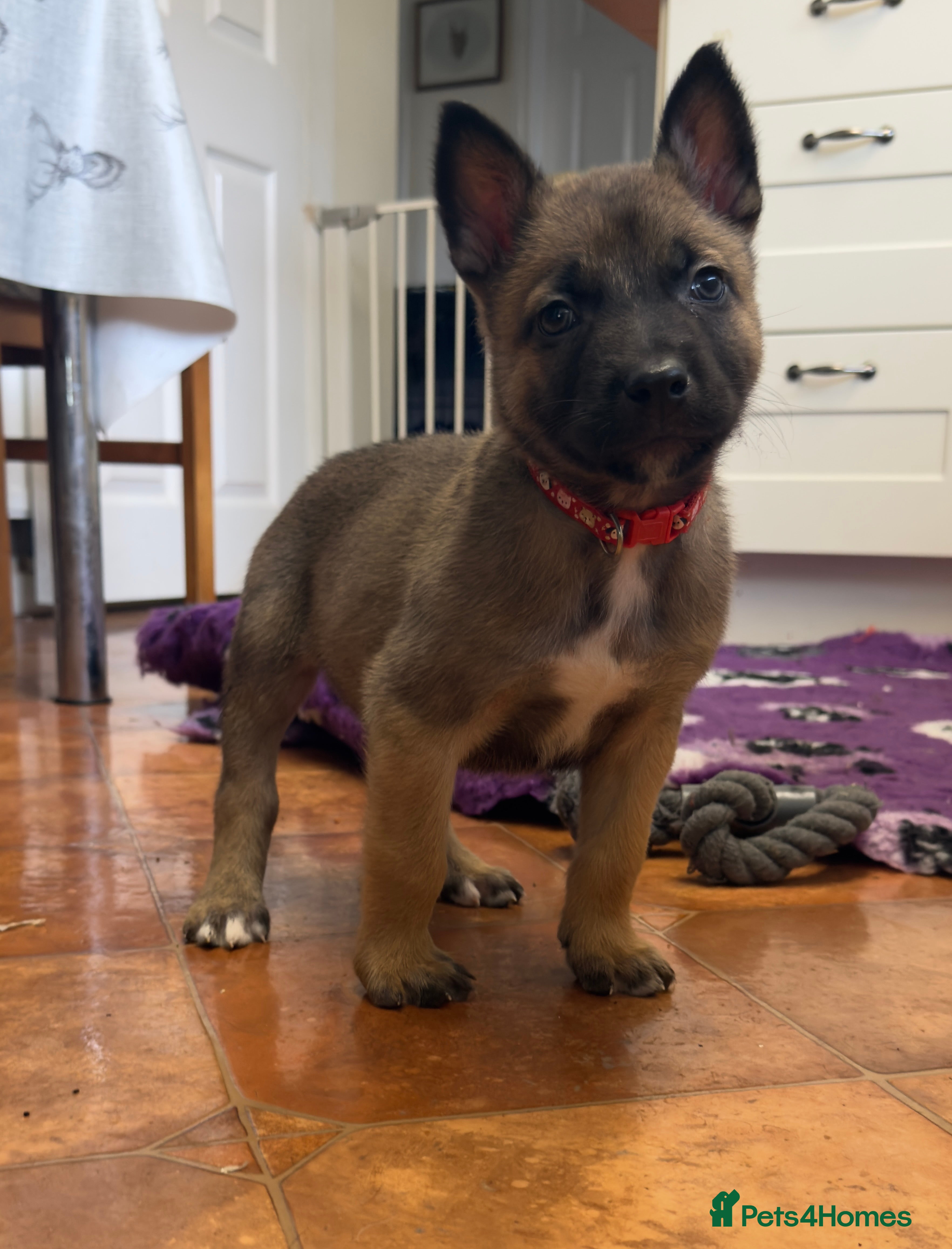 Belgian Shepherd Dog dogs KC Registered & Health Tested Belgian Malinois - Advert 2