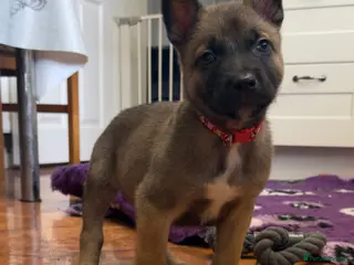 Belgian Shepherd Dog dogs KC Registered & Health Tested Belgian Malinois - Advert 2