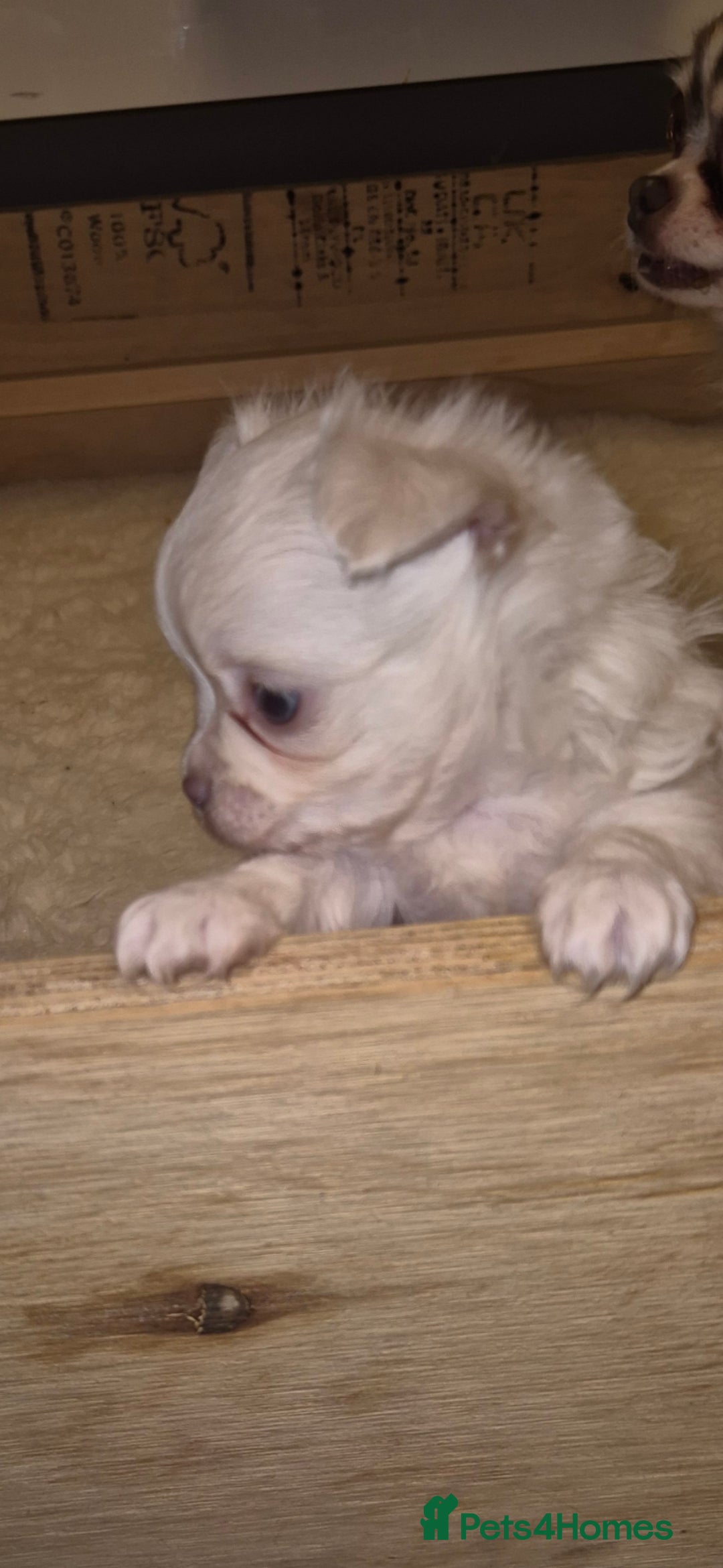 Chihuahua dogs for sale: Chihuahua Boys - Advert 2