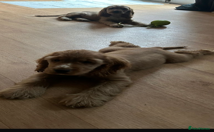 Cocker Spaniel dogs - Advert 11