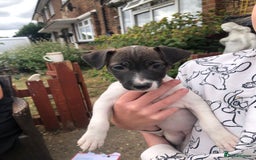 Jack Russell dogs for sale: Jack Russell girl - Image 3