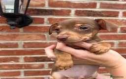 Jack Russell dogs for sale: READY NOW - beautiful tiny choc babies! 1 girly  - Image 30
