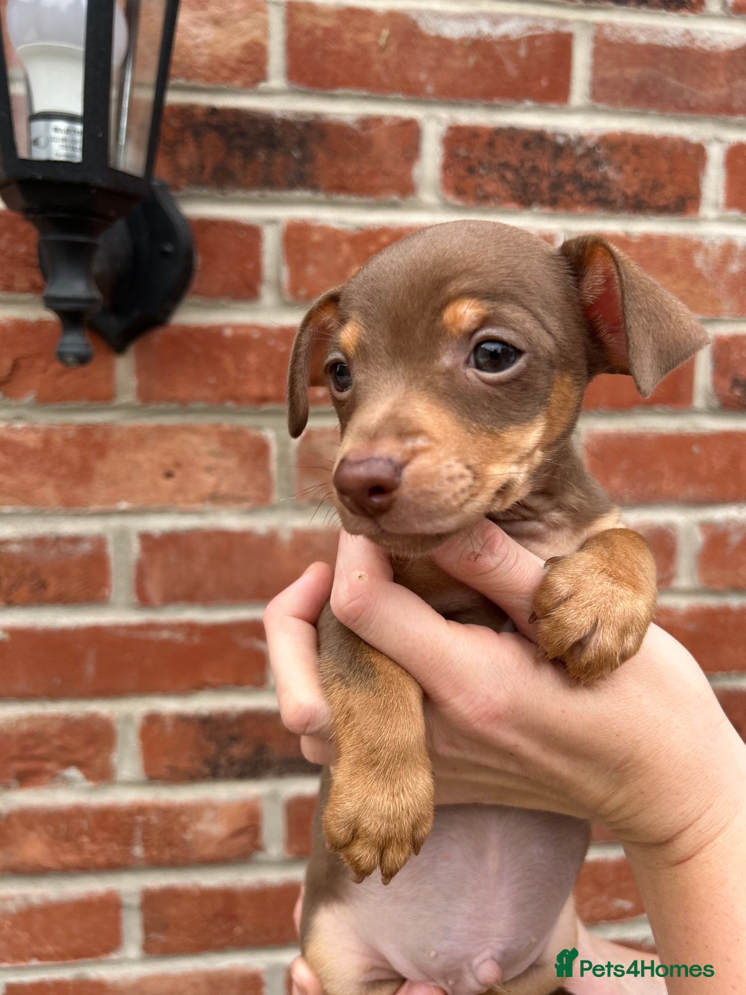 Jack Russell dogs for sale: READY NOW - beautiful tiny choc babies! 1 girly  - Image 30