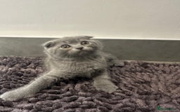 Scottish Fold cats for sale: Beautiful Scottish folds and straights kittens🎀 - Image 18