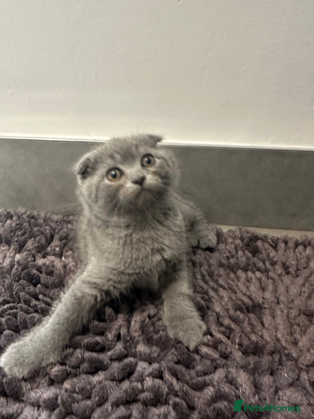 Scottish Fold cats for sale: Beautiful Scottish folds and straights kittens🎀 - Image 18