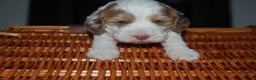 Cockapoo dogs for sale: 4 Adorable F2 Cockapoo puppies  - Advert 7