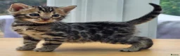 Bengal cats for sale: 🐆 2 BEAUTIFUL TICA BENGAL GIRLS – £1,200 EACH 🐆 - Advert 10