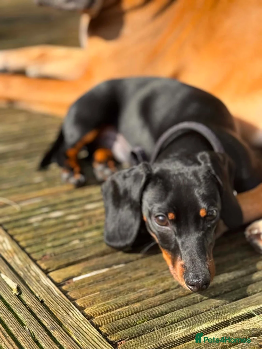 Miniature Dachshund dogs for stud: FOR STUD in Reading - Advert 7