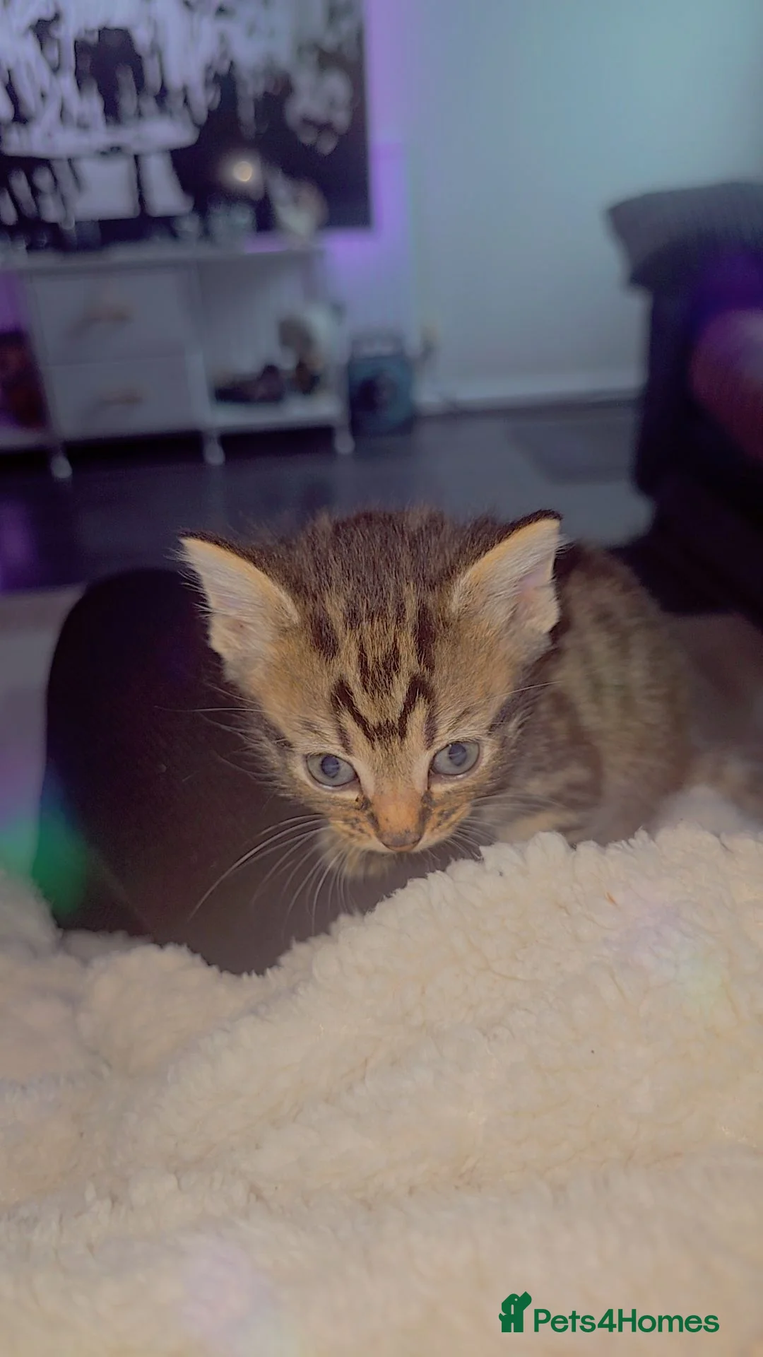 British Longhair cats for sale: Kittens - Advert 11
