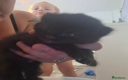Mixed Breed cats for sale: 2 female kittens - Image 1