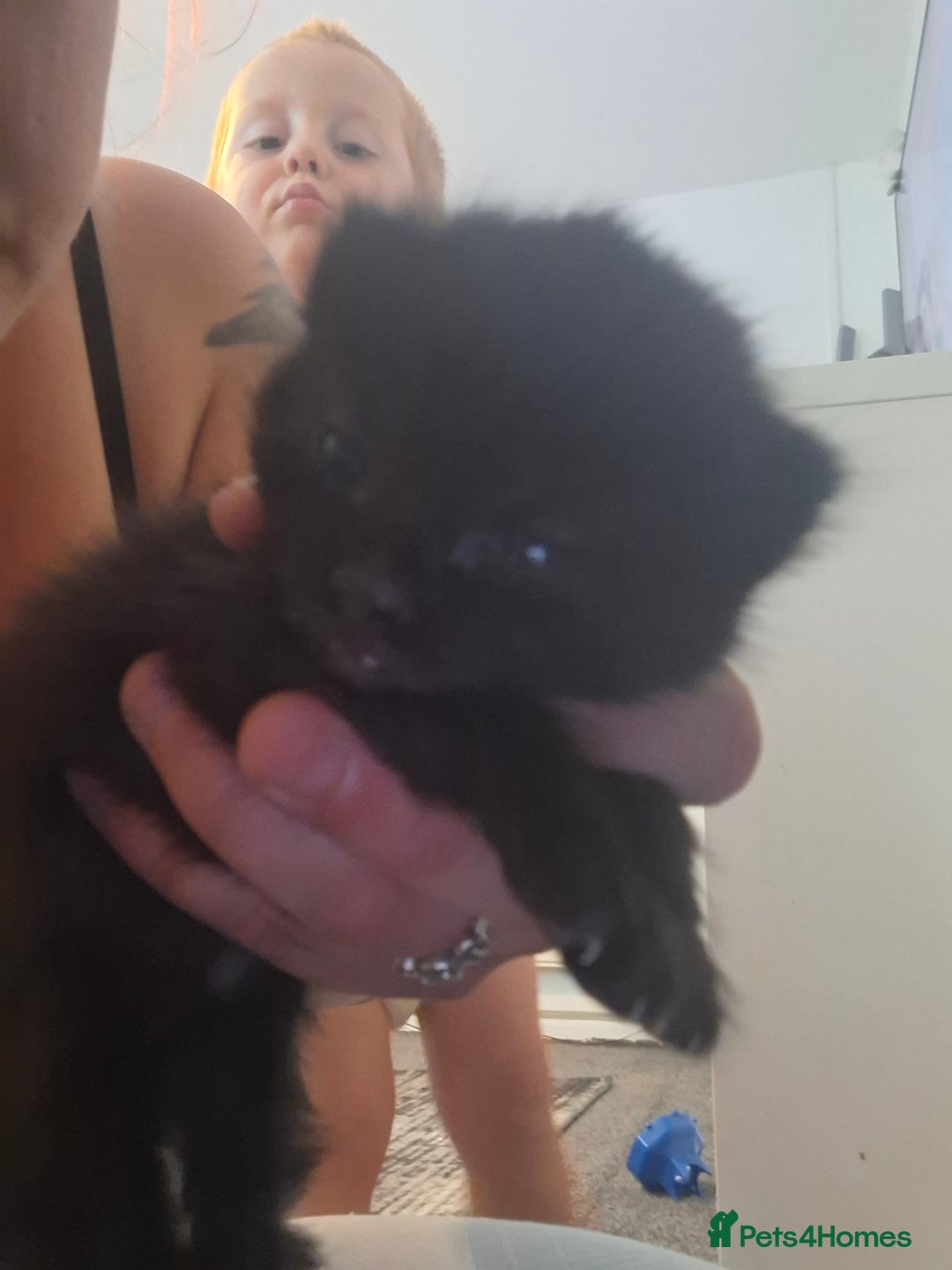 Mixed Breed cats for sale: 2 female kittens - Image 1