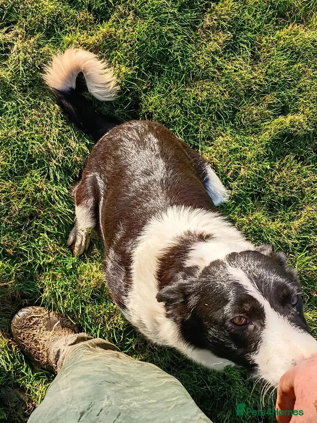 Border Collie dogs for sale: Border collie pups  in Strathaven - Advert 16