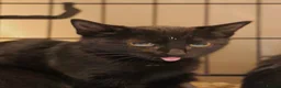 Domestic Shorthair cats for sale: Lovely black kittens available - Advert 2
