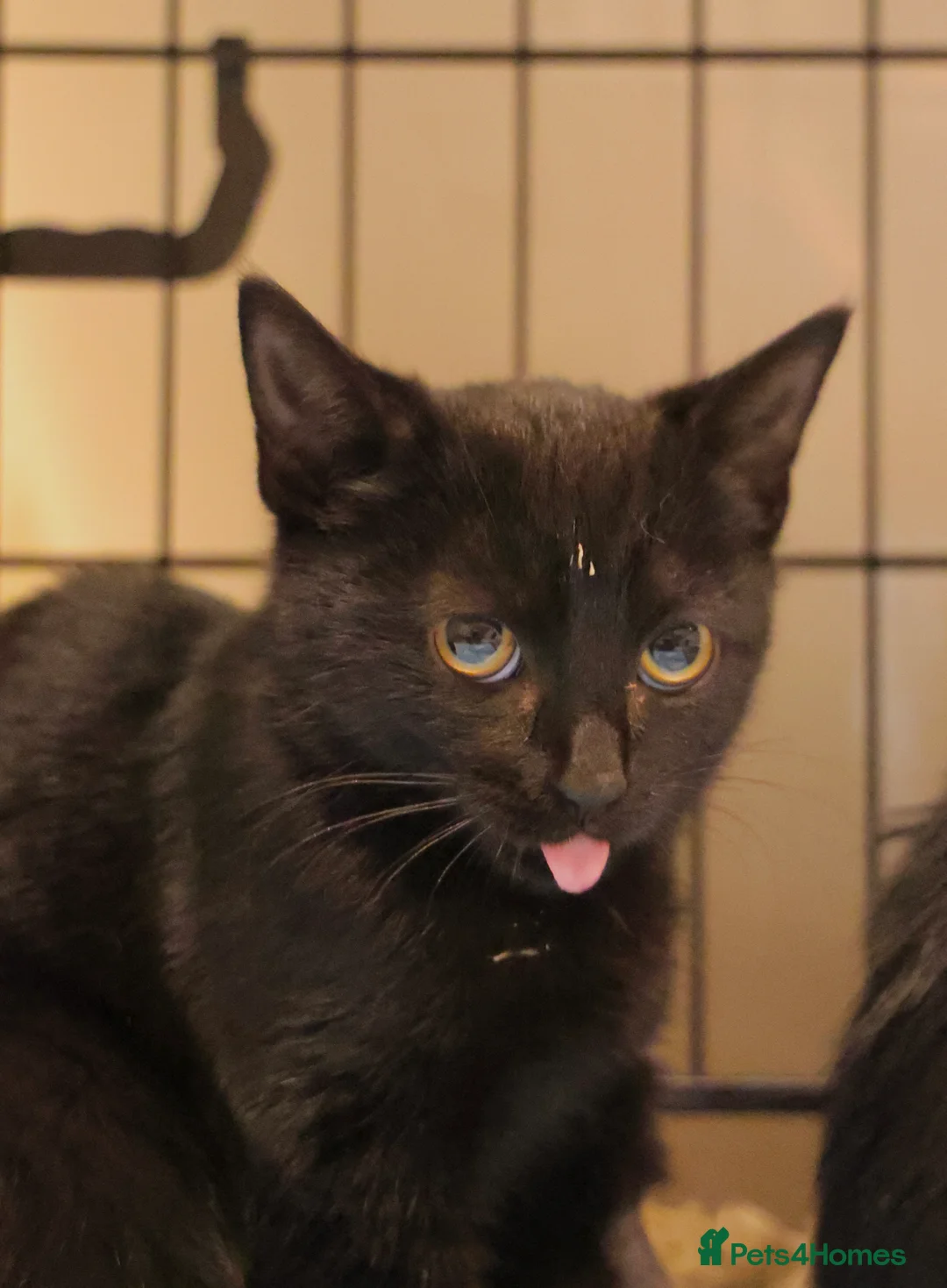 Domestic Shorthair cats for sale: Lovely black kittens available - Advert 2