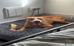 Mixed Breed dogs for sale: Rockie - Image 1