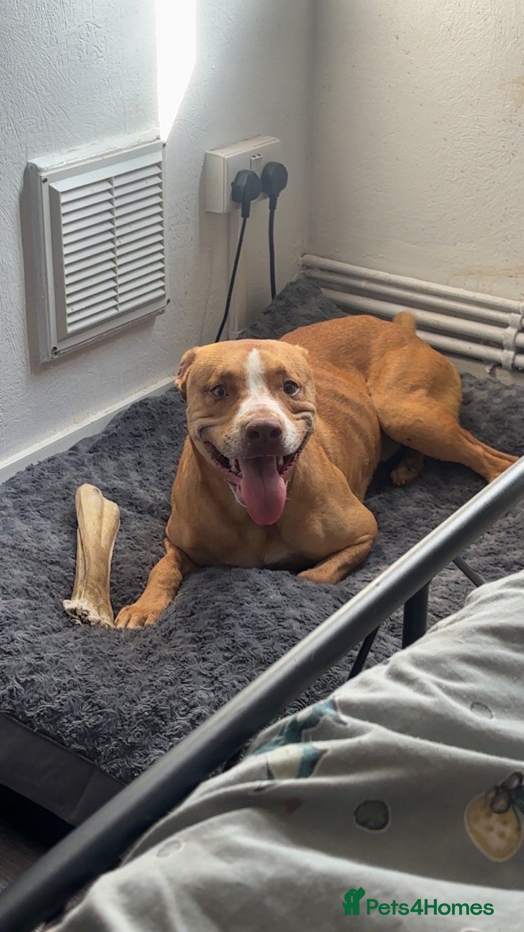 Mixed Breed dogs for sale: Rockie - Image 1