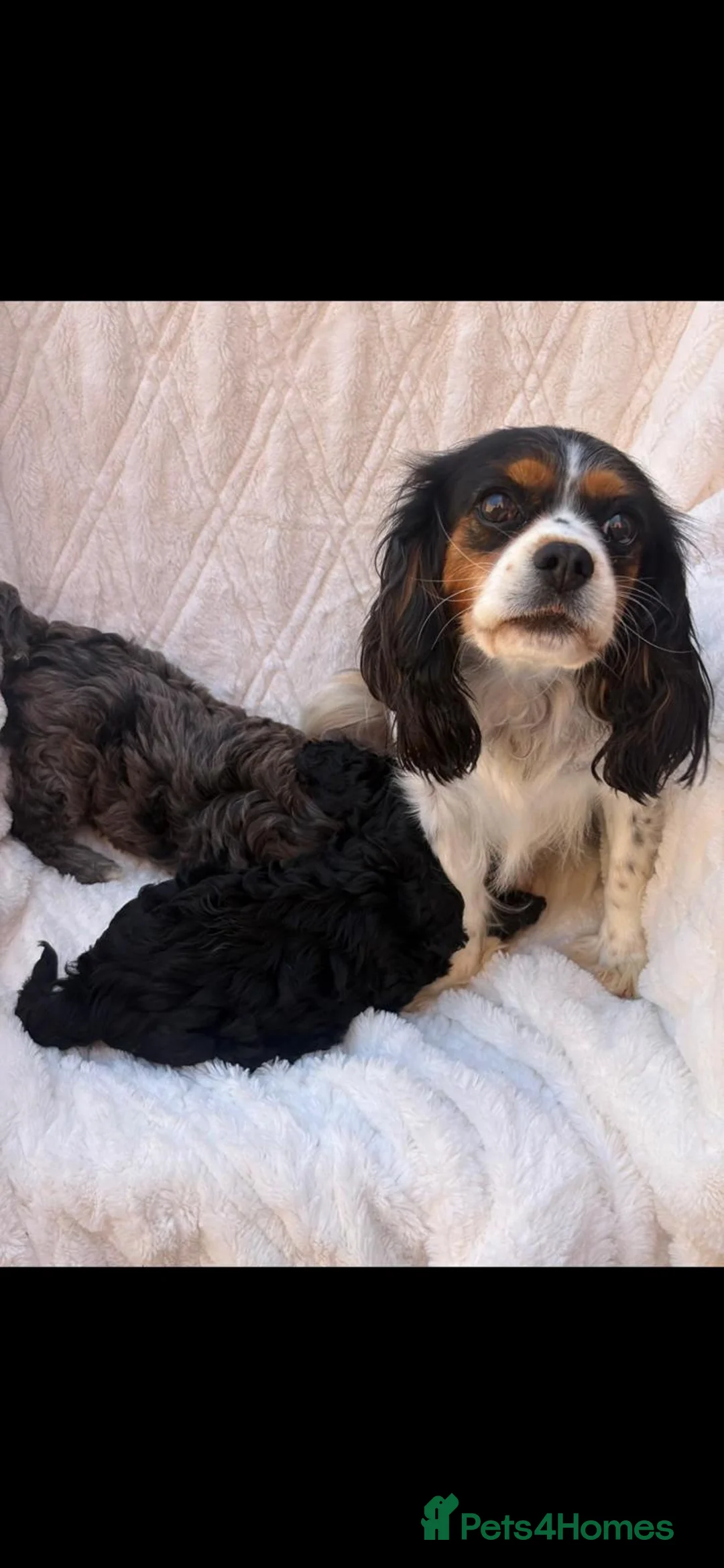 Cavapoo dogs for sale: Extensively health tested cavapoos stunning in Ashford - Advert 2