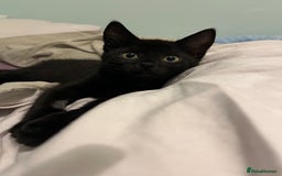 Mixed Breed cats for sale: Male black kitten - ready now - Image 5